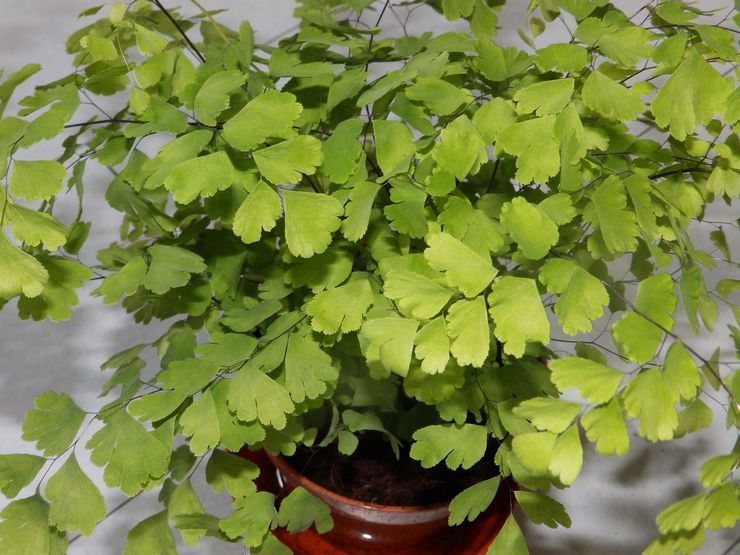 Adiantum doft