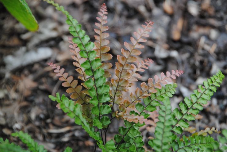 Maidenhair berambut halus