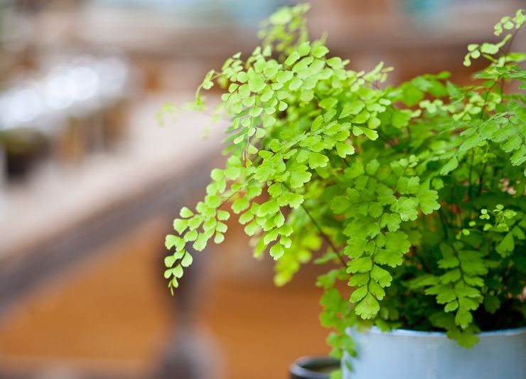 Penerangan mengenai maidenhair