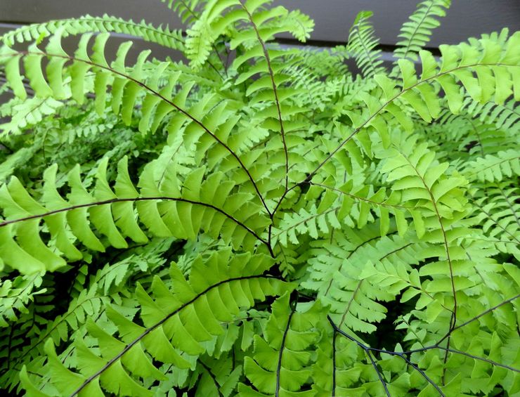 Kaki Maidenhair