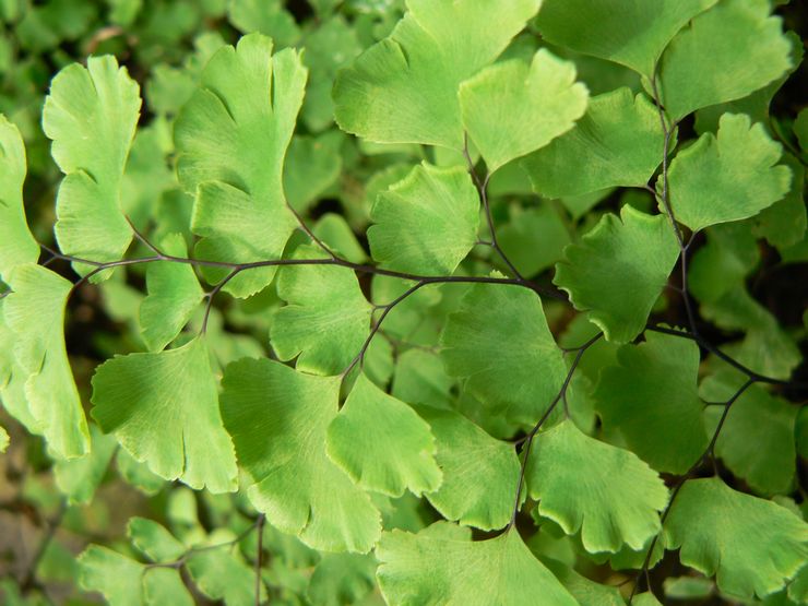 Maidenhair Ruddy