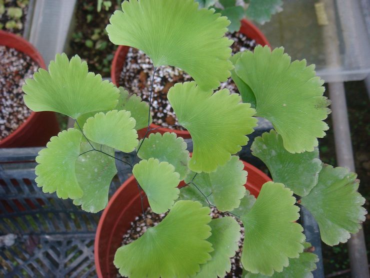 Pembahagian semak maidenhair