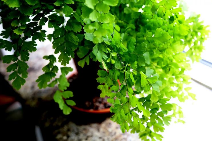 Hartanah maidenhair