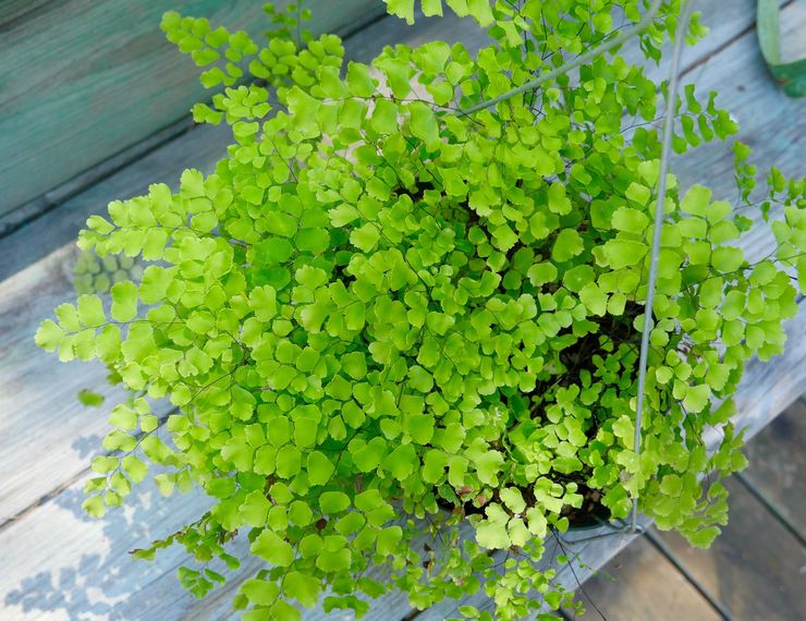 Maidenhair lembut