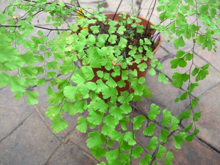 Kesukaran menumbuhkan maidenhair