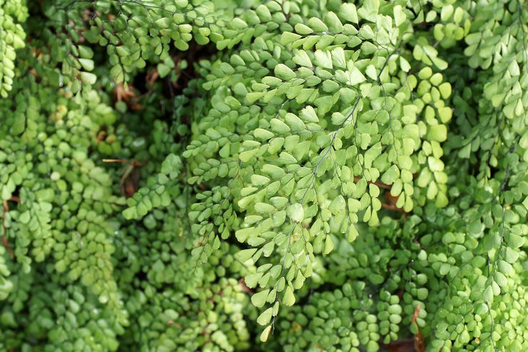 Adiantum charmig