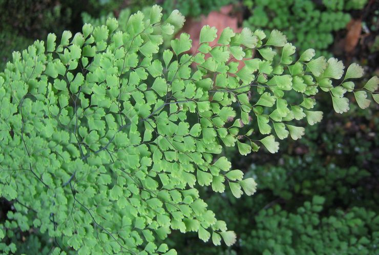 Penyakit maidenhair