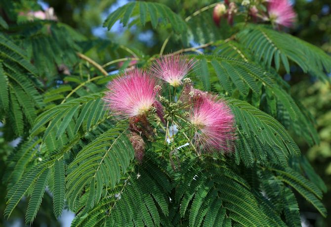 Albitsia atau akasia - penjagaan, penanaman, pembiakan. Penerangan, jenis, gambar