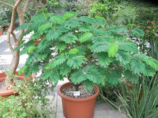 Albizia tål både fuktig och måttligt fuktig luft