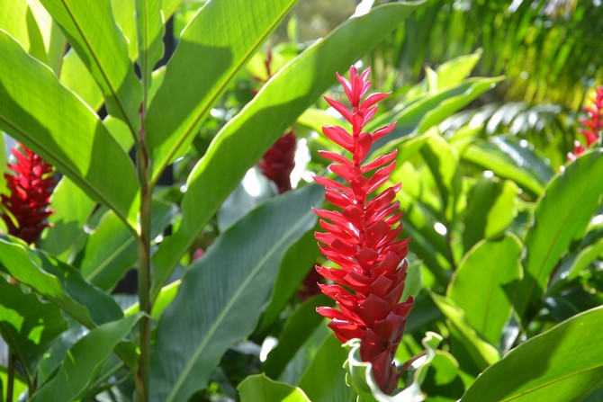 Alpinia - penjagaan di rumah. Penanaman, pemindahan dan pembiakan alpinia. Penerangan, jenis