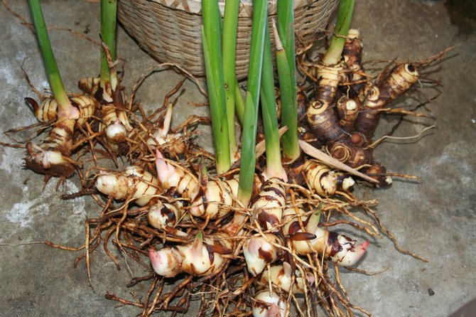 Alpinia förökning