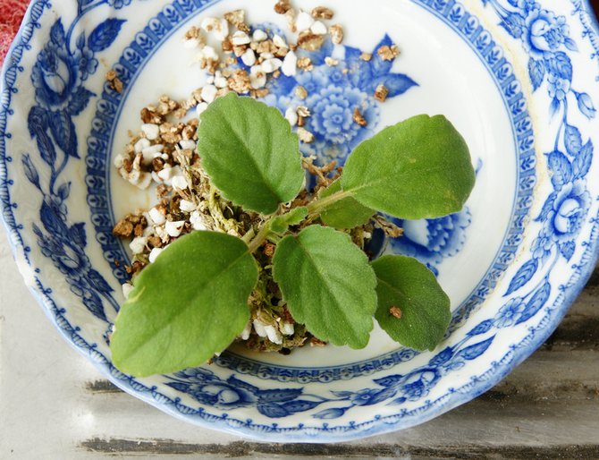 En transplantation är endast nödvändig för alsobia när rotsystemet helt upptar blomkrukan och trasslar in hela jordkulan.