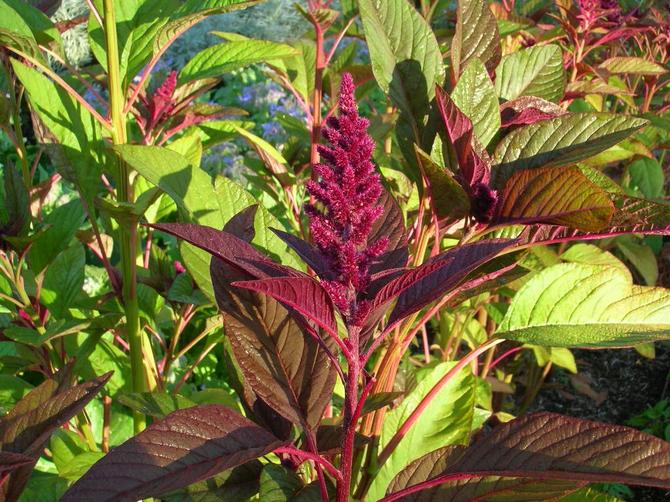 Menanam sayur amaranth