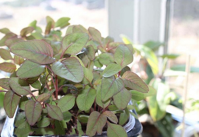 Teknologi tumbuh-tumbuhan amaranth sayur-sayuran