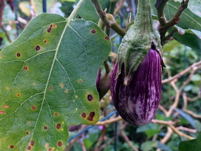 De vanligaste problemen med aubergineplantor och lösningar