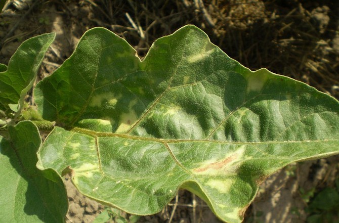 Ljusa fläckar uppträdde på aubergineplantor