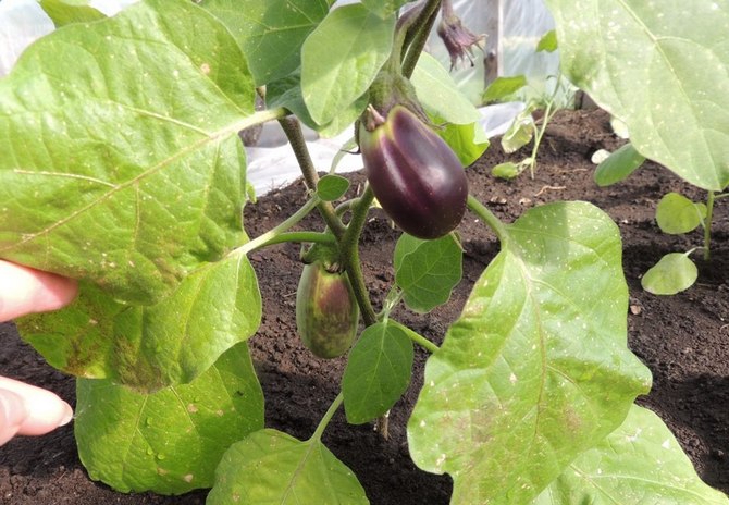 De nedre bladen av aubergineplantor blir gula