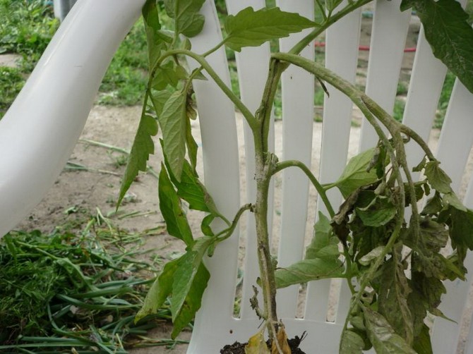 Om plantorna vissnade med ordentlig vattning och normalt väder kan det bero på en av de vanligaste orsakerna.