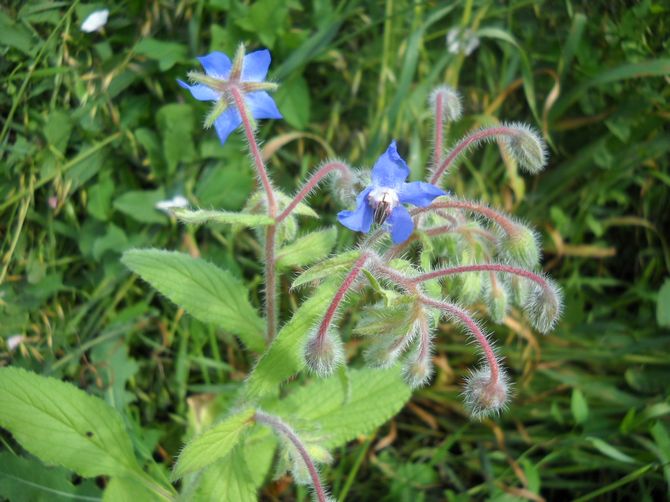 Borage ört kan användas som en av komponenterna i vitamin grönsaksallader.