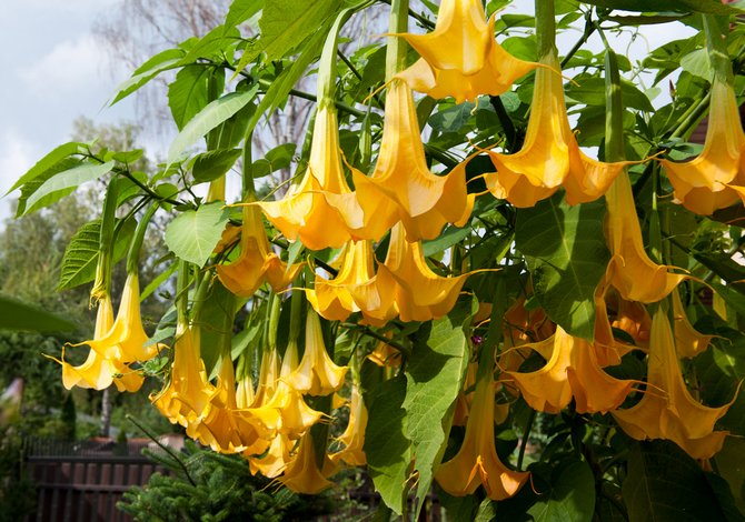 Brugmansia - vård och odling. Plantering och avel brugmansia. Beskrivning, typer, foton