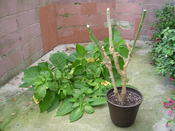 Beskärningsregler för Brugmansia