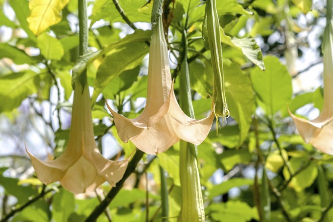 Jenis brugmansia yang popular