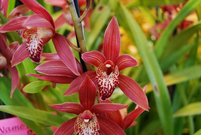 Cymbidium orkidé blommande period