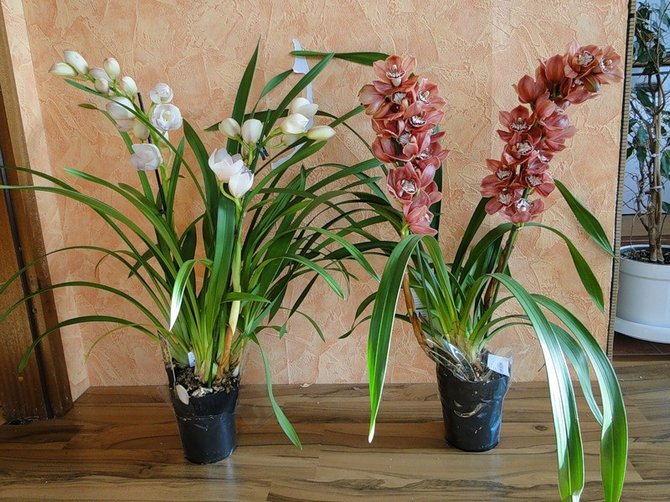 Hemvård för cymbidium orkidén