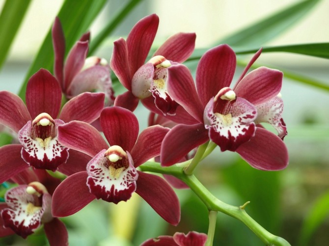 Cymbidium. Penjagaan rumah untuk orkid cymbidium. Penanaman, penanaman dan pembiakan. Penerangan, jenis, gambar