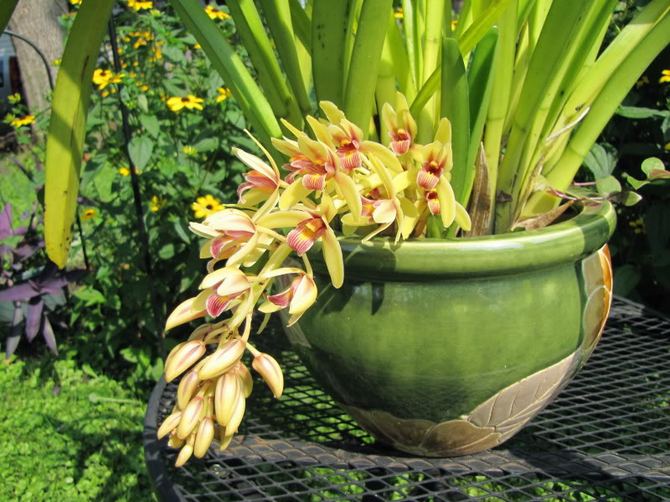 Cymbidium adalah bunga yang menggemari makanan berkualiti tinggi. Tumbuhan diberi makan sekurang-kurangnya sekali atau dua kali pada musim tanam.