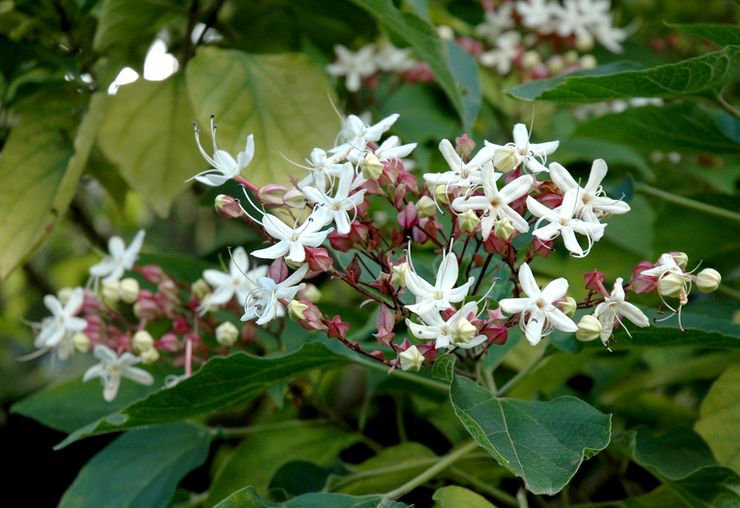 Doftande clerodendrum