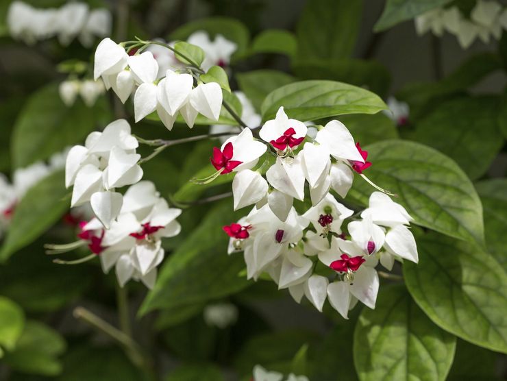 Beskrivning av clerodendrum