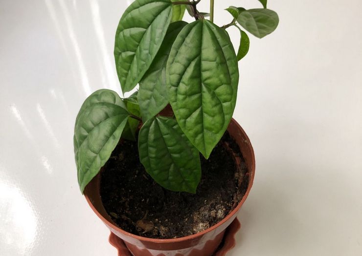 Clerodendrum transplantation