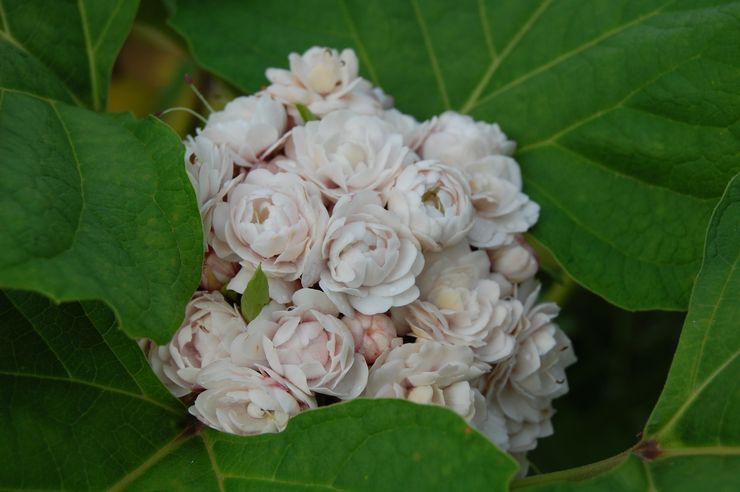 Clerodendrum filippinska