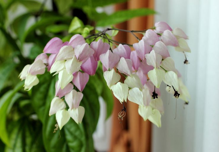 Menyiram clerodendrum