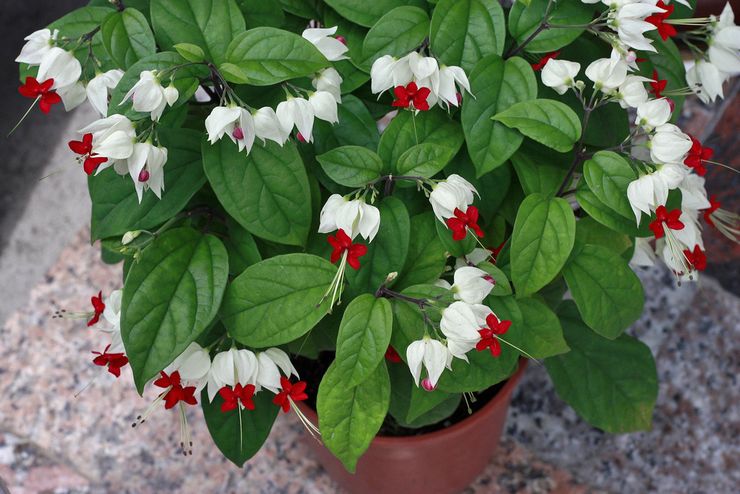 Växt clerodendrum