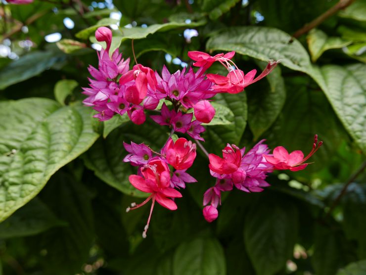 Clerodendrum vacker