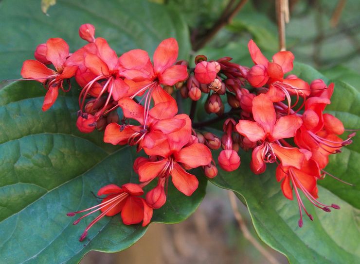 Clerodendrum cemerlang