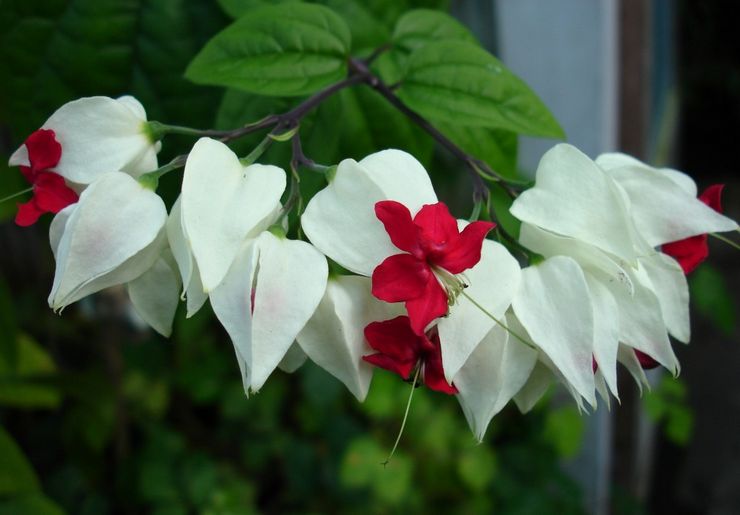 Thomsons Clerodendrum