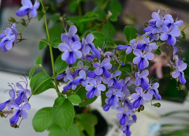 Clerodendrum Ugandan