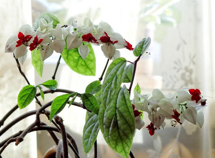 Omsorg för clerodendrum hemma