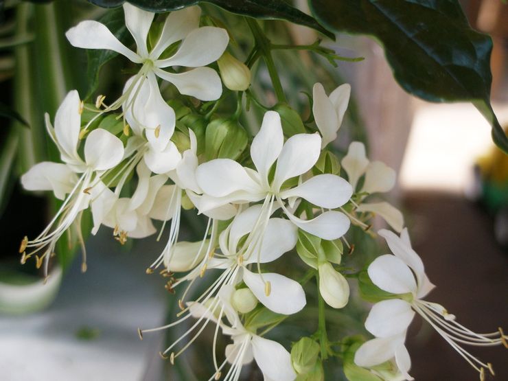 Clerodendrum Wallich