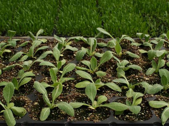 Berkembang Gaillardia di luar rumah