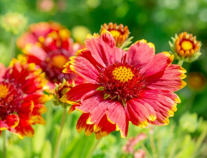 Gaillardia - plantering och vård i det öppna fältet. Växande Gaillardia från frön. Typer och sorter av Gaillardia, foto