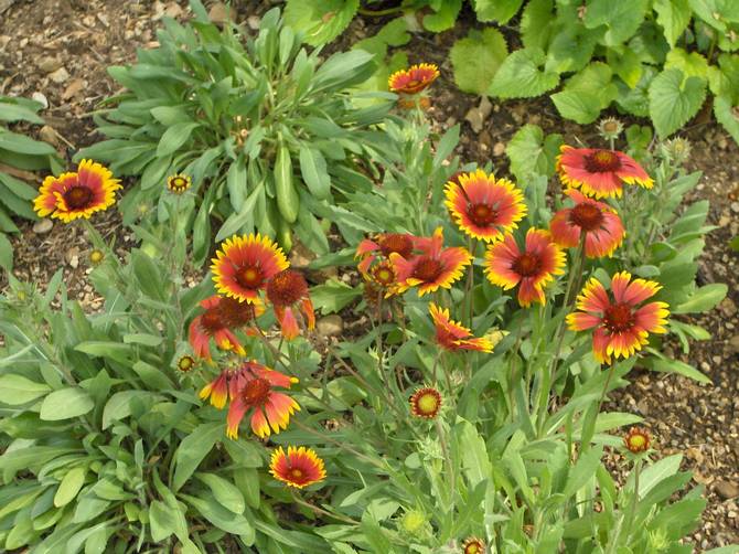 Utomhusvård för Gaillardia blommor