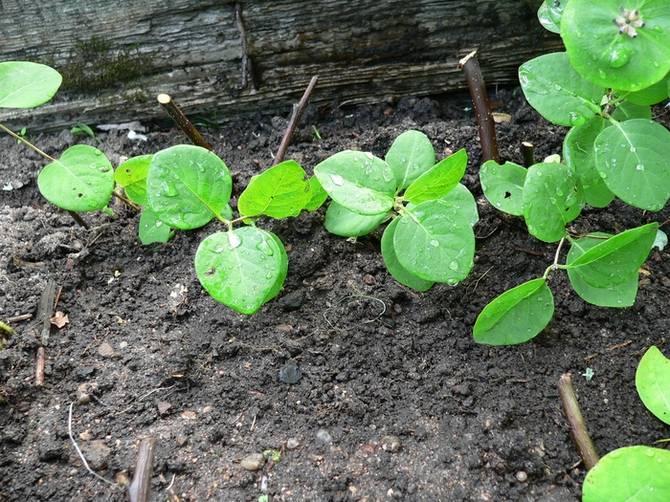 Penyebaran Honeysuckle dengan berlapis