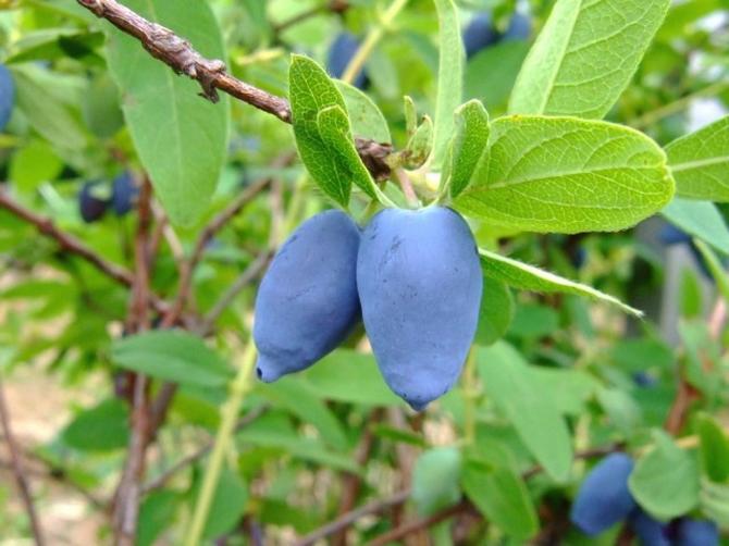 Penyebaran Honeysuckle dengan keratan, pelapisan, membahagi belukar