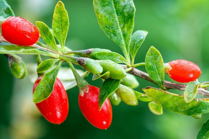 Cara menanam goji (barberry Tibet) di negara ini