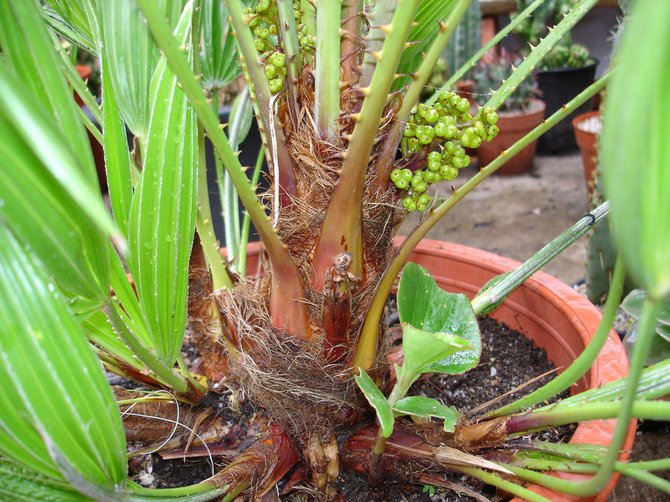 Pada musim bunga dan musim panas, pokok palma memerlukan kelembapan tanah yang banyak.