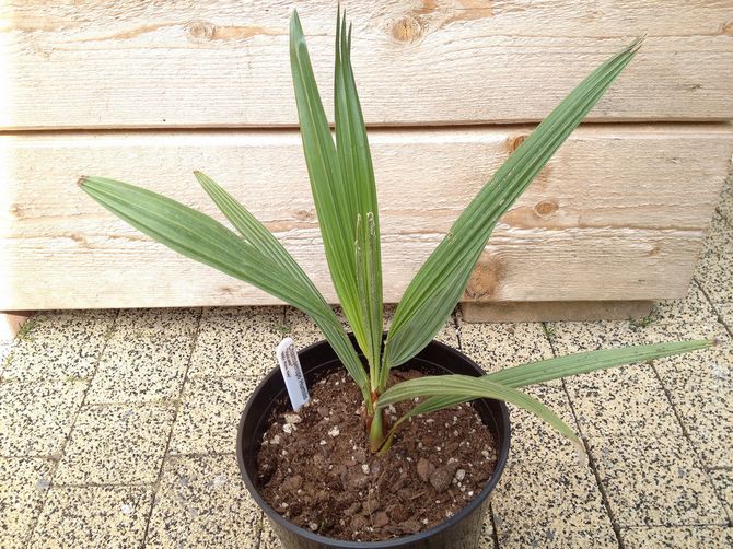 dalam tempoh dari Mei hingga akhir musim panas, pembajaan mingguan dengan baja khas dilakukan.